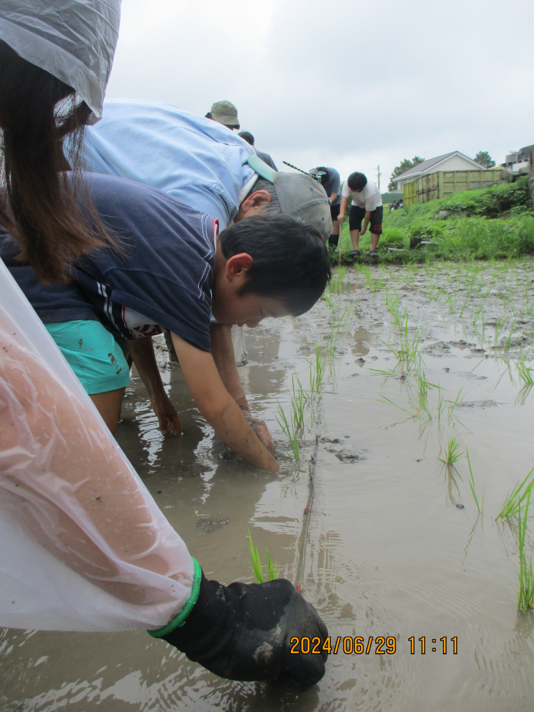 田植え体験